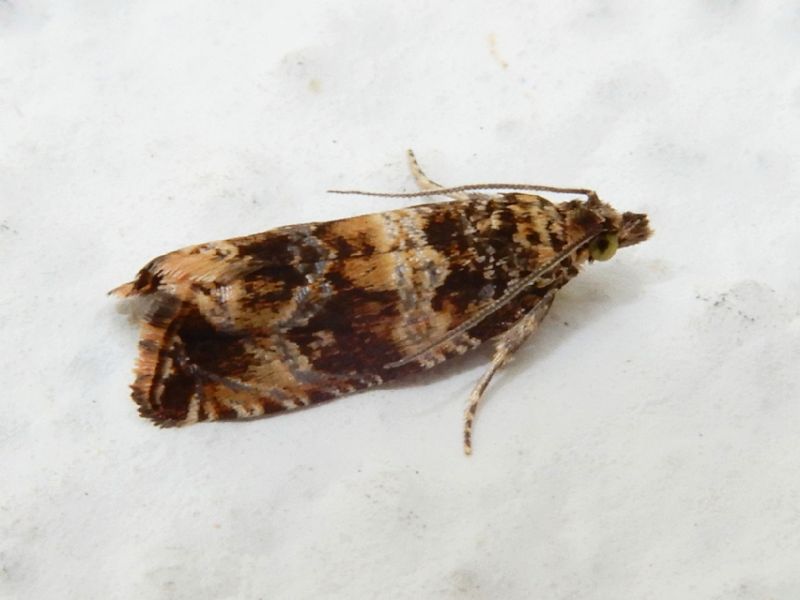 Celypha cespitana (Tortricidae) ???